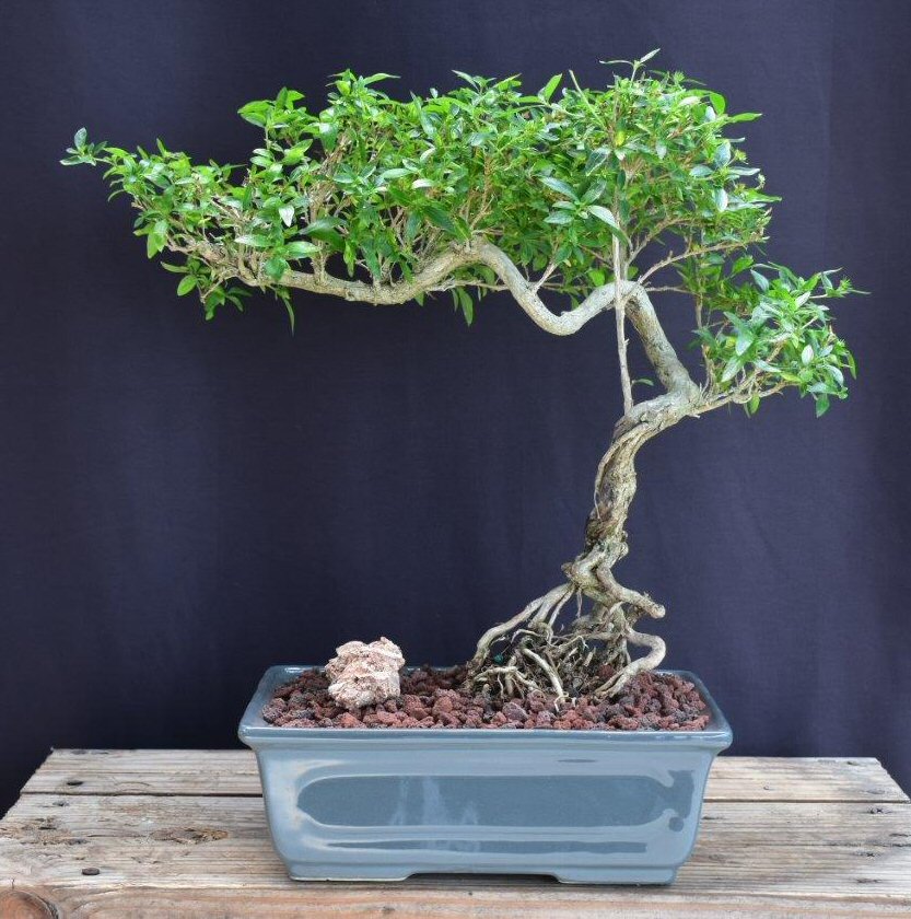 Chinese Flowering White Serissa -Bonsai Tree of a Thousand Stars-Raised Roots & Semi Cascade Style-(serissa japonica)