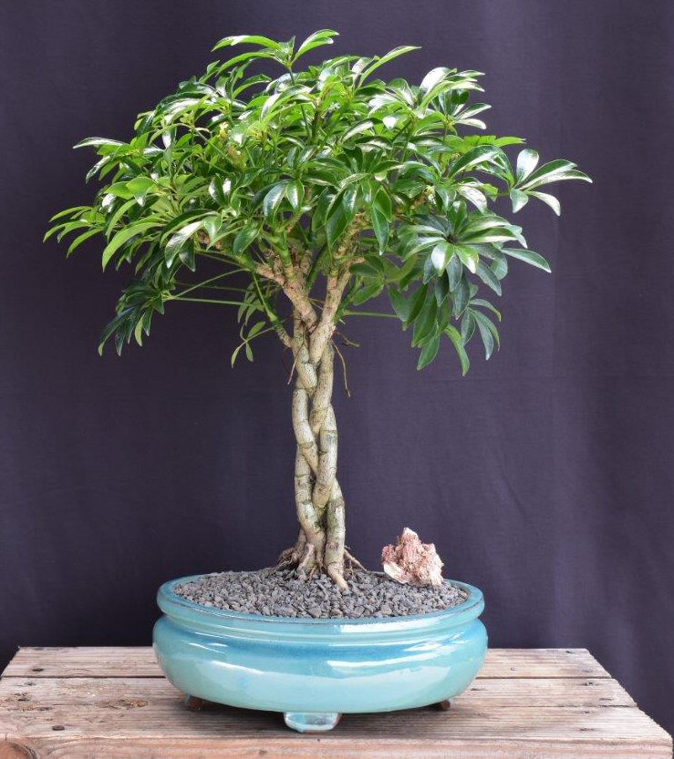 Hawaiian Umbrella Bonsai Tree -Braided Trunk -(Arboricola Schefflera 'Luseanne')