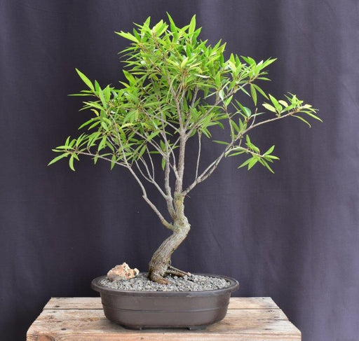 Willow Leaf Ficus Bonsai Tree-(Ficus Nerifolia/Salisafolia)