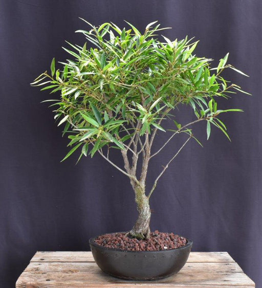 Willow Leaf Ficus Bonsai Tree-(Ficus Nerifolia/Salisafolia)