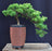 Juniper Bonsai Tree - Cascade Style-(juniper procumbens nana)