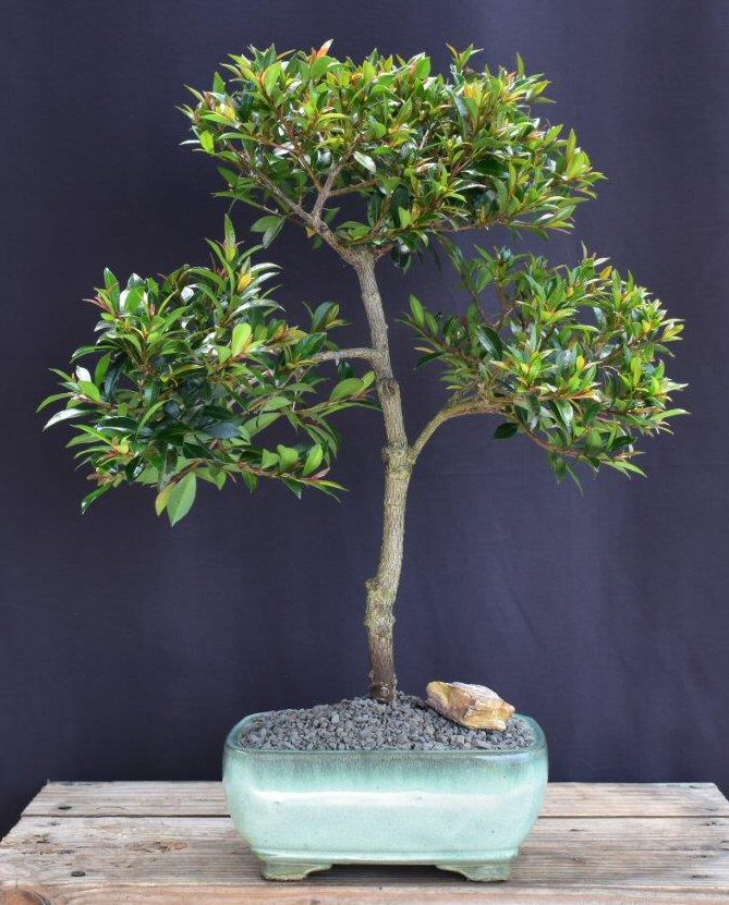 Trained Flowering Brush Cherry Bonsai Tree- (eugenia myrtifolia)