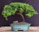 Juniper Bonsai Tree - Trained -(juniper procumbens nana)