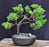 Juniper Bonsai Tree - Trained -(juniper procumbens nana)