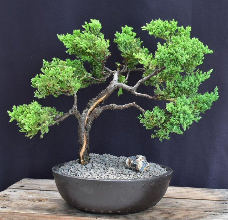 Juniper Bonsai Tree - Trained -(juniper procumbens nana)