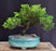 Juniper Bonsai Tree - Trained -(juniper procumbens nana)