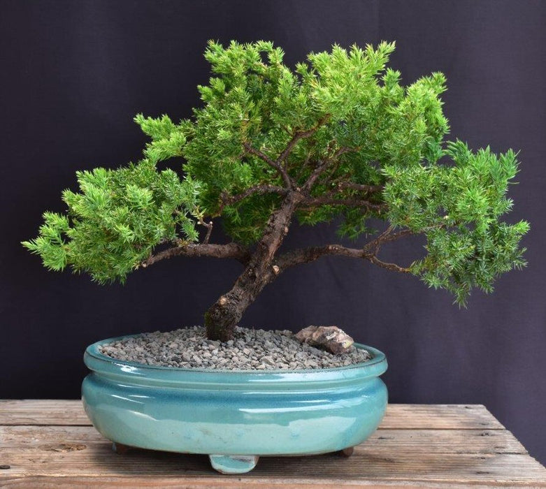 Juniper Bonsai Tree - Trained -(juniper procumbens nana)