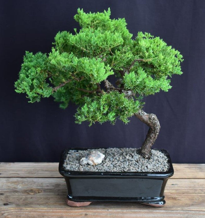 Juniper Bonsai Tree - Trained -(juniper procumbens nana)