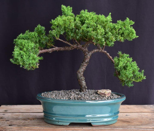 Juniper Bonsai Tree - Trained -(juniper procumbens nana)