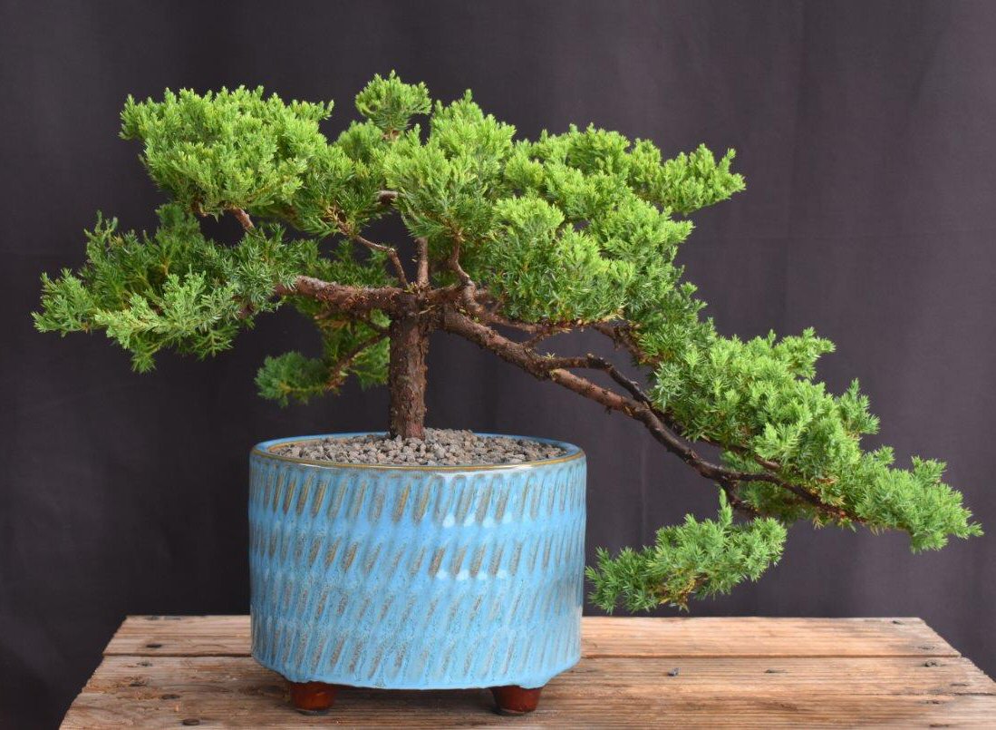 Juniper Bonsai Tree - Trained -(juniper procumbens nana)