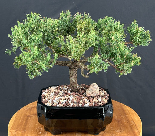 Juniper Bonsai Tree - Trained -(juniper procumbens nana)