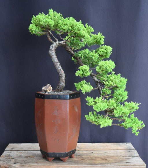 Juniper Bonsai Tree - Cascade Style -(juniper procumbens nana)