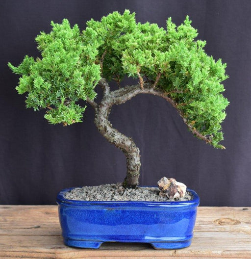 Juniper Bonsai Tree - Trained -(juniper procumbens nana)