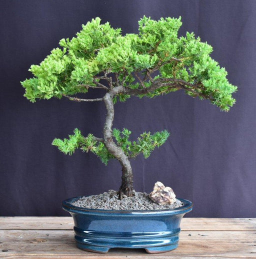 Juniper Bonsai Tree - Trained -(juniper procumbens nana)