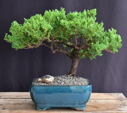 Juniper Bonsai Tree - Trained -(juniper procumbens nana)