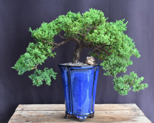 Juniper Bonsai Tree - Double Cascade Style -(juniper procumbens nana)