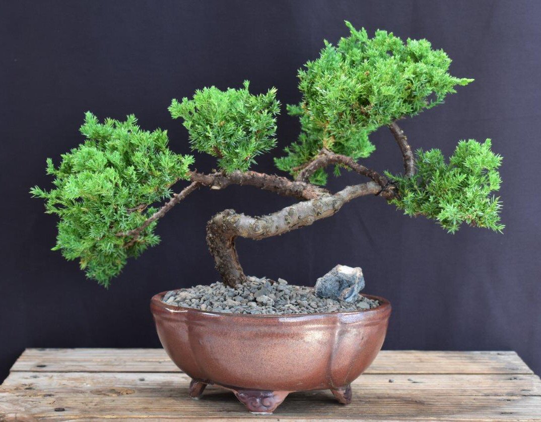 Juniper Bonsai Tree - Trained -(juniper procumbens nana)