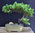 Juniper Bonsai Tree - Trained -(juniper procumbens nana)