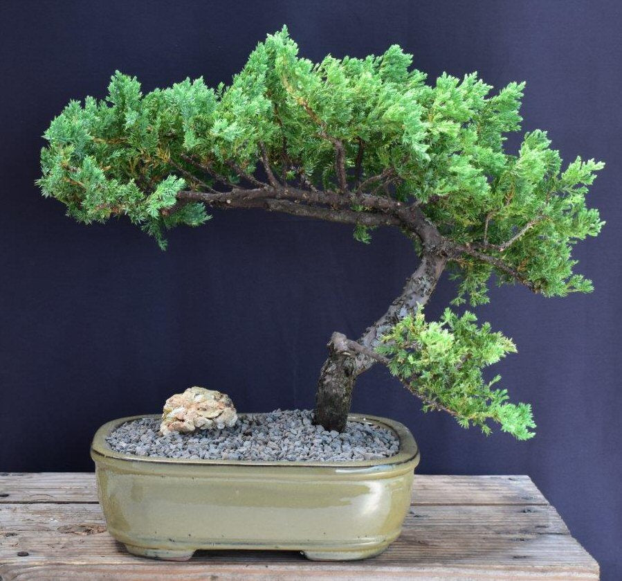 Juniper Bonsai Tree - Trained -(juniper procumbens nana)