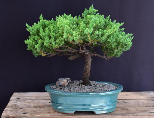 Juniper Bonsai Tree - Trained -(juniper procumbens nana)