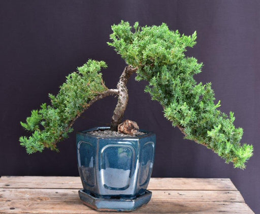 Juniper Bonsai Tree - Trained -(juniper procumbens nana)