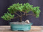 Juniper Bonsai Tree - Trained -(juniper procumbens nana)