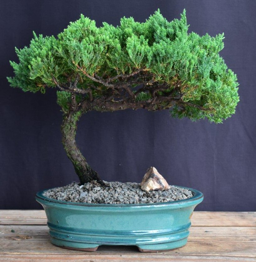 Juniper Bonsai Tree - Trained -(juniper procumbens nana)