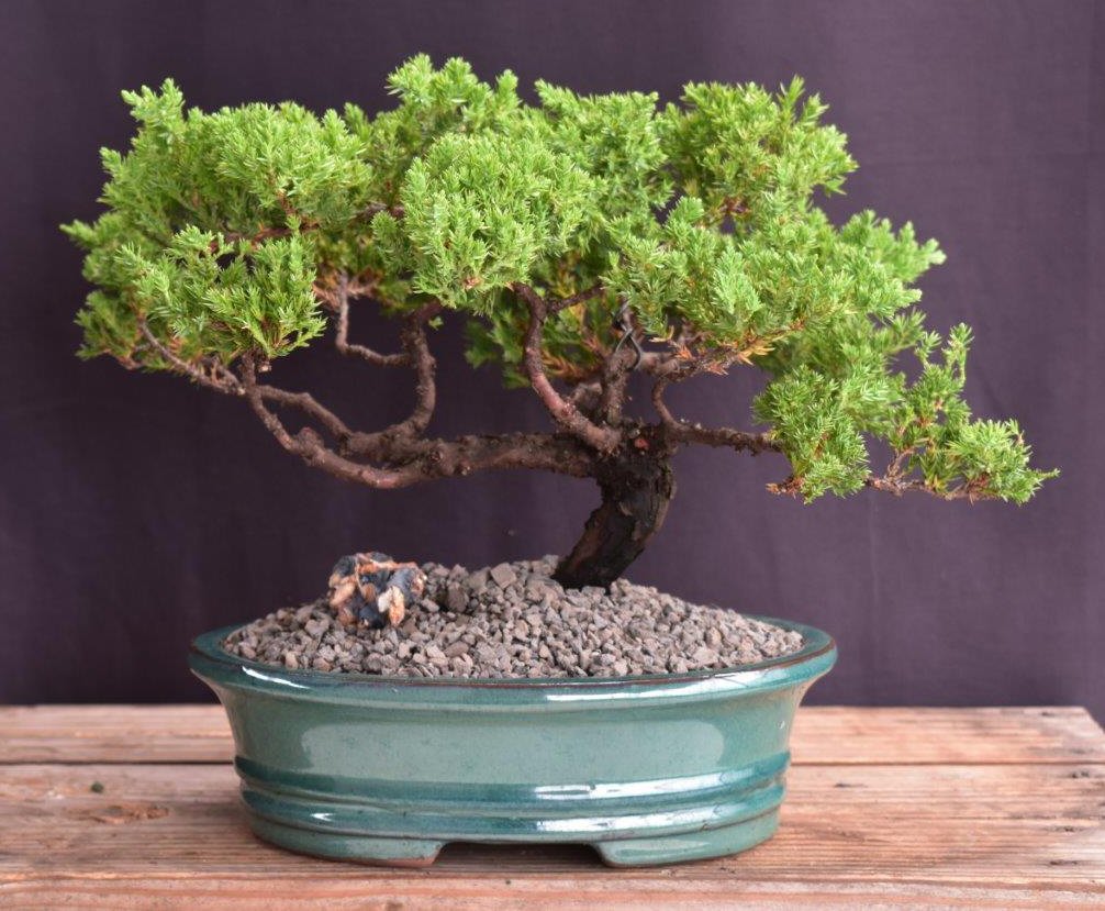 Juniper Bonsai Tree - Trained -(juniper procumbens nana)