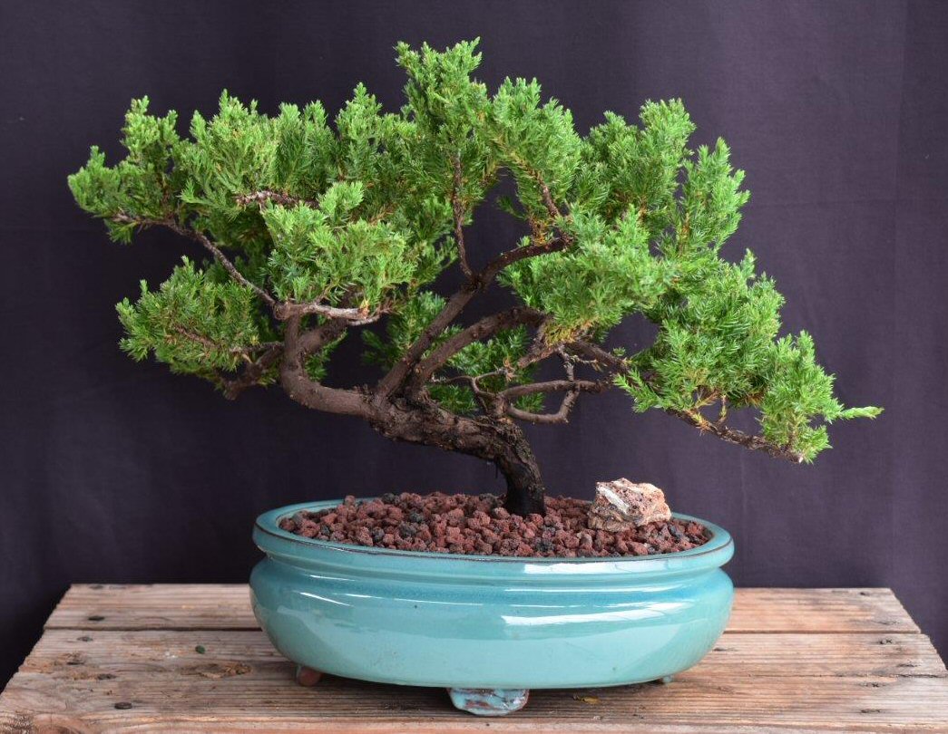 Juniper Bonsai Tree - Trained -(juniper procumbens nana)