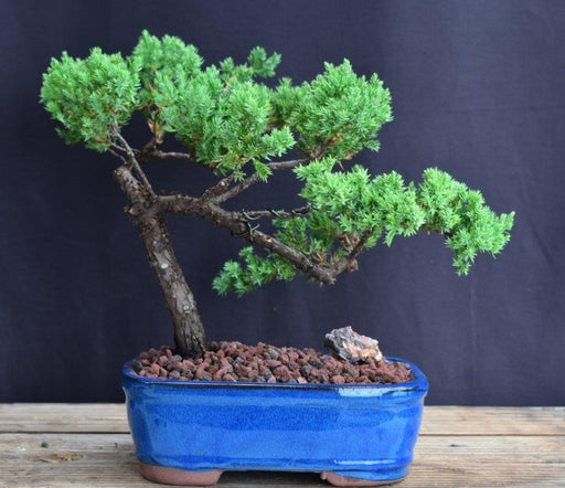 Juniper Bonsai Tree - Trained -(juniper procumbens nana)