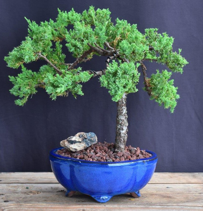 Juniper Bonsai Tree - Trained -(juniper procumbens nana)