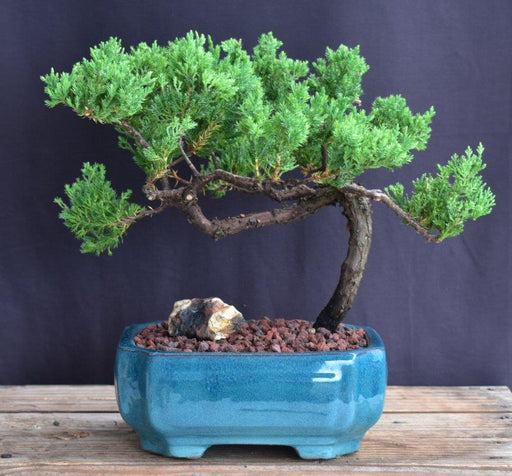 Juniper Bonsai Tree - Trained -(juniper procumbens nana)