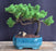 Juniper Bonsai Tree - Trained -(juniper procumbens nana)