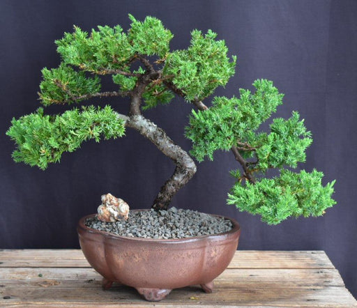 Juniper Bonsai Tree - Trained -(juniper procumbens nana)