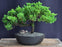 Juniper Bonsai Tree - Trained -(juniper procumbens nana)