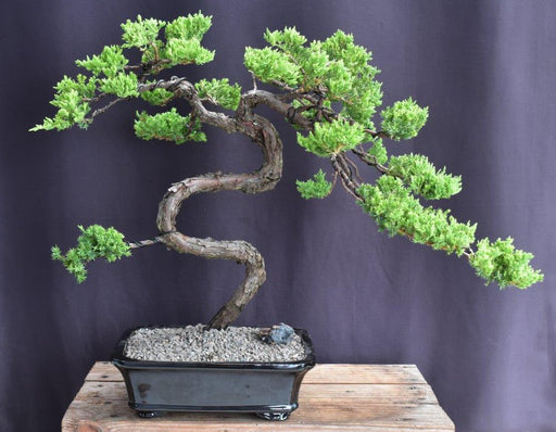 Juniper Bonsai Tree - Trained -(juniper procumbens nana)