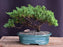 Juniper Bonsai Tree - Trained -(juniper procumbens nana)