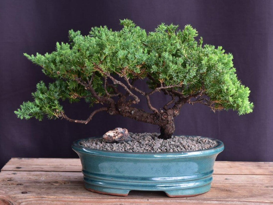 Juniper Bonsai Tree - Trained -(juniper procumbens nana)