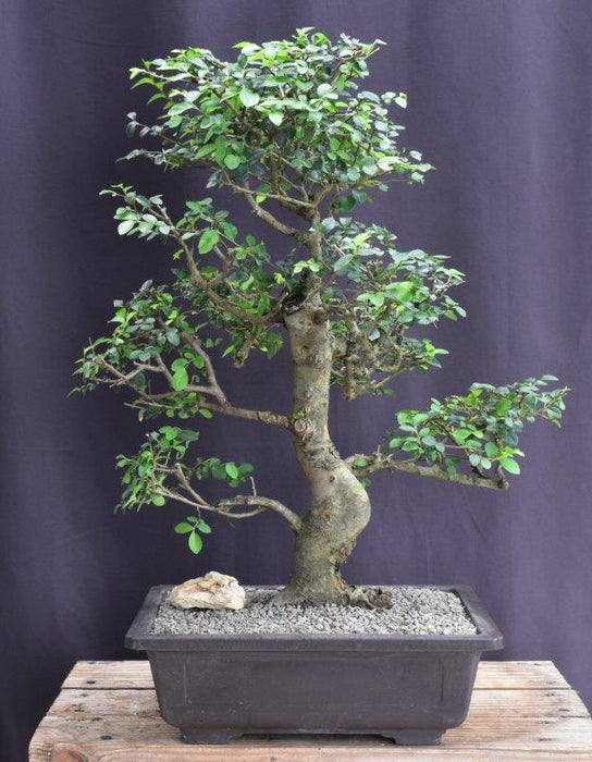 Chinese Elm Bonsai Tree -Curved Trunk & Tiered Branching Style-(ulmus parvifolia)