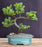 Juniper Bonsai Tree - Trained -(juniper procumbens nana)