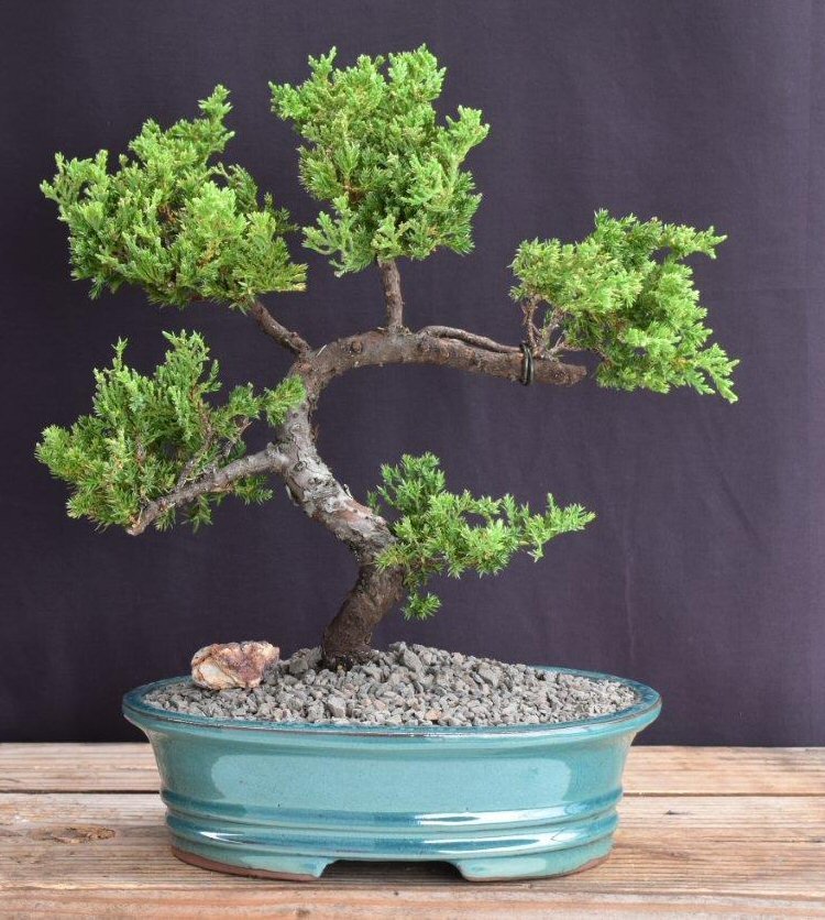 Juniper Bonsai Tree - Trained -(juniper procumbens nana)