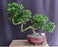 Flowering Fukien Tea Bonsai Tree-Semi Cascade Style-(ehretia microphylla)