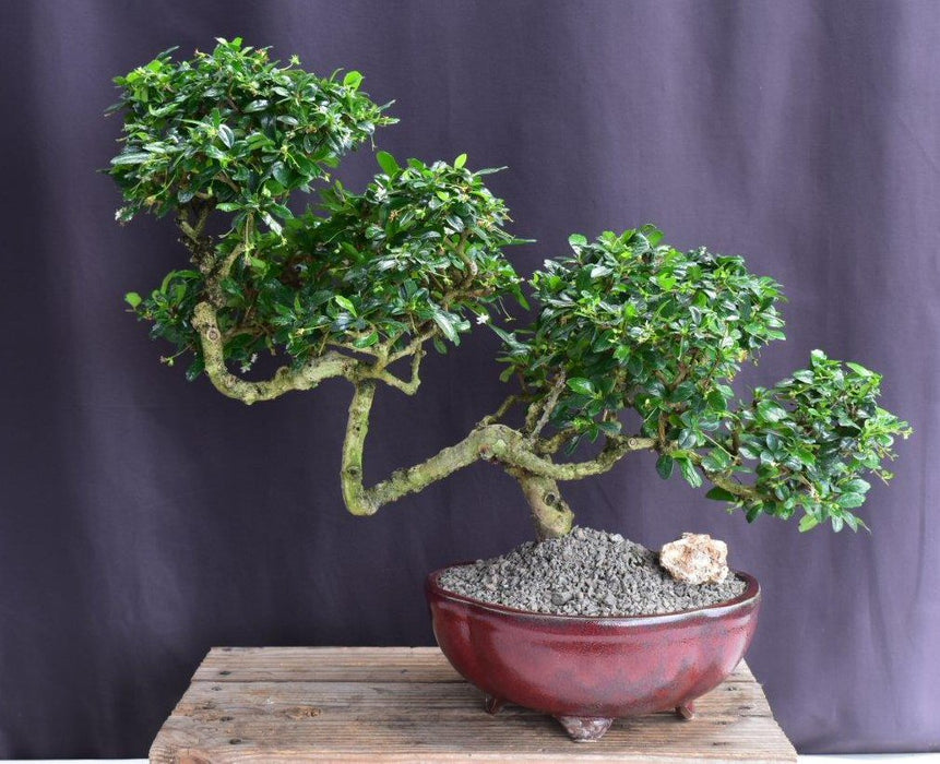 Flowering Fukien Tea Bonsai Tree-Semi Cascade Style-(ehretia microphylla)