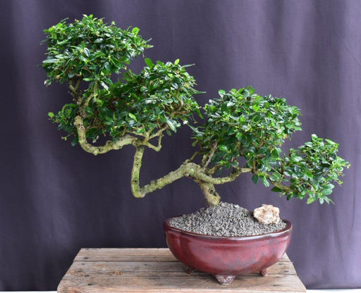 Flowering Fukien Tea Bonsai Tree-Semi Cascade Style-(ehretia microphylla)