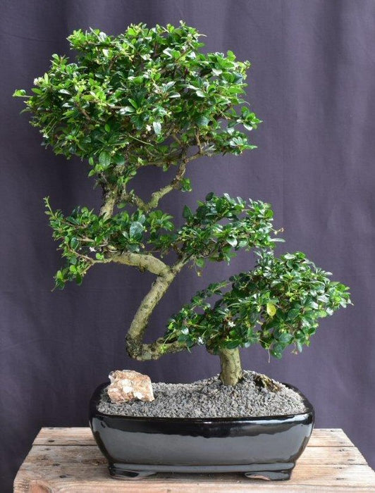 Flowering Fukien Tea Bonsai Tree-Curved Trunk Style-(ehretia microphylla)