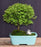 Flowering Tropical Boxwood Bonsai Tree -(neea buxifolia)