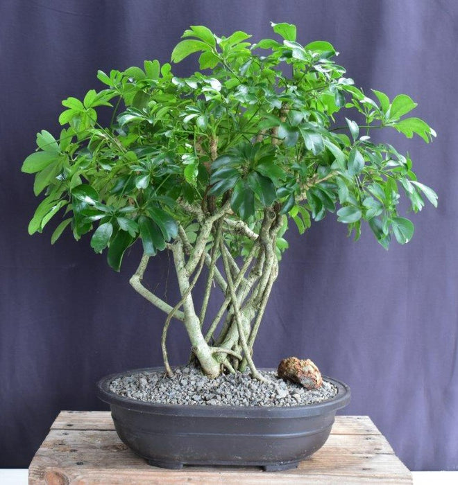 Hawaiian Umbrella Bonsai Tree-Banyan Style-(arboricola schfflera)