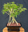 Hawaiian Umbrella Bonsai Tree-Banyan Style-(arboricola schfflera)