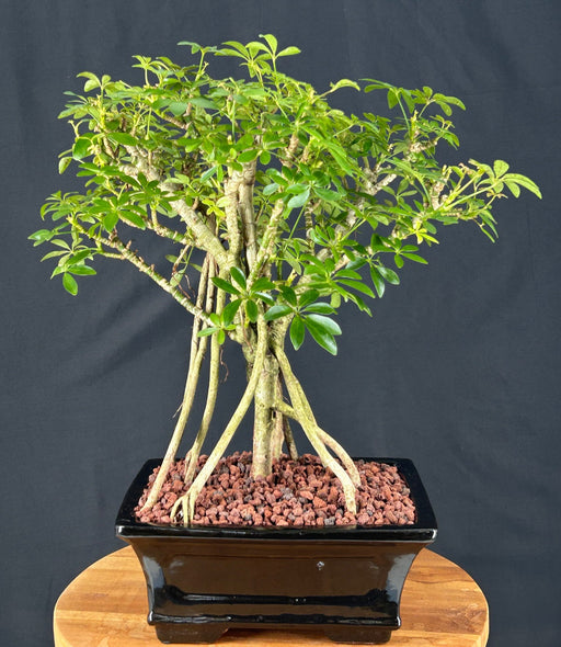 Hawaiian Umbrella Bonsai Tree-Banyan Style-(arboricola schfflera)
