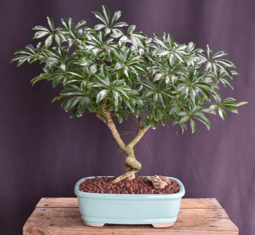 Hawaiian Umbrella Bonsai Tree-Coiled Trunk Style-(arboricola schfflera)